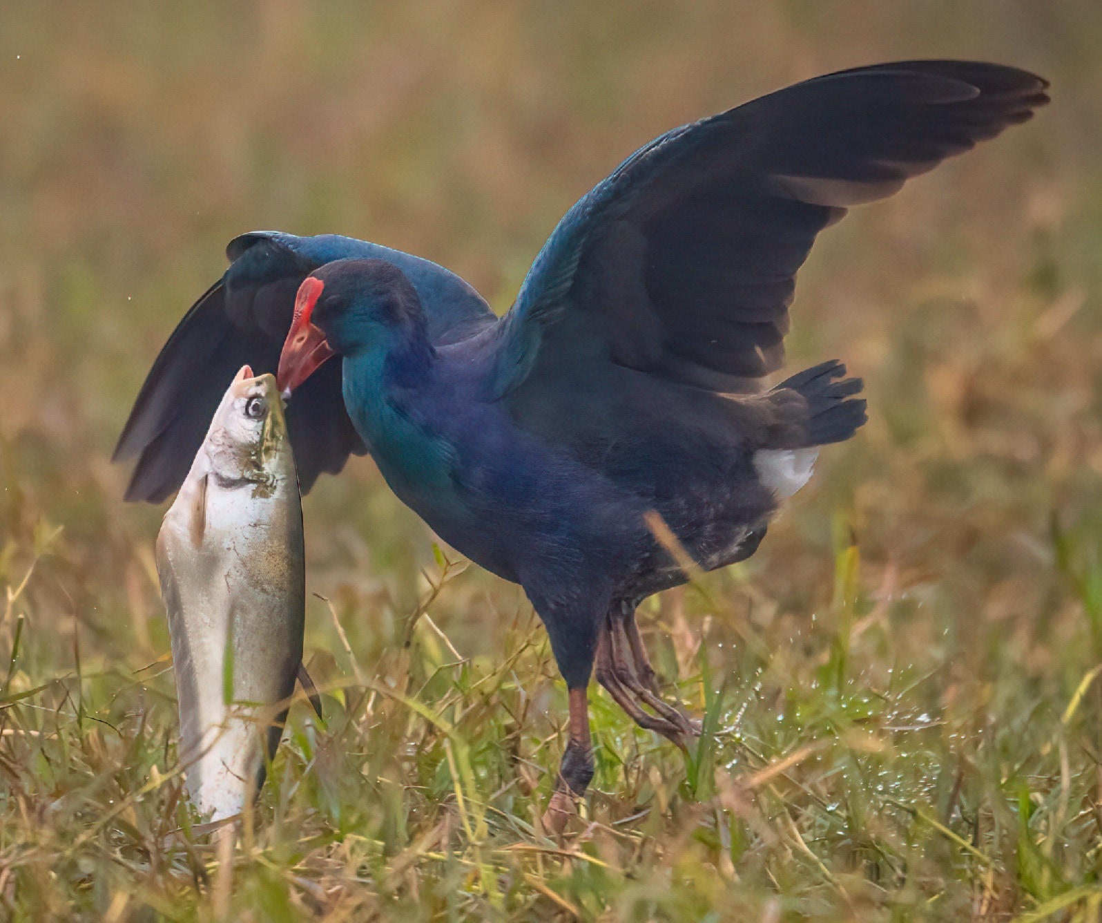 Grey-headed swamphen with an unusual food item, a fish. (PHOTO: ANUJ JAIN) Grey-headed swamphen with an unusual food item, a fish. (PHOTO: ANUJ JAIN)