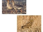 Bird enthusiasts have sighted Tundra-bean-goose documenting its presence for the first time in North Kashmir’s Wular Lake, while there are also sightings of short-eared owls, usually rarely sighted here, in good numbers in Hokersar, capital Srinagar’s biggest wetland. (HT Photo)