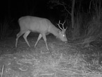 Camera trap image of Sambar foraging at night in Sukhna Wildlife sanctuary. (PHOTO: WII-CAP CELL 2025)