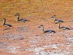 Fulvous Whistling Teals (HT PHOTO)