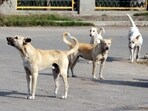 Stray dogs have been cleared off the roads so as not to interrupt the parade. (JS Grewal/ HT Photo)