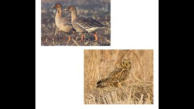 Bird enthusiasts have sighted Tundra-bean-goose documenting its presence for the first time in North Kashmir’s Wular Lake, while there are also sightings of short-eared owls, usually rarely sighted here, in good numbers in Hokersar, capital Srinagar’s biggest wetland. (HT Photo) Bird enthusiasts have sighted Tundra-bean-goose documenting its presence for the first time in North Kashmir’s Wular Lake, while there are also sightings of short-eared owls, usually rarely sighted here, in good numbers in Hokersar, capital Srinagar’s biggest wetland. (HT Photo)
