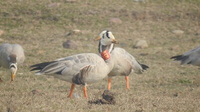 The bird was sighted in 2022 and 2023, informed officials. (HT Photo)