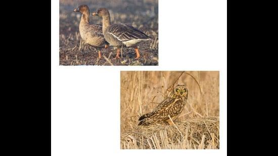 Bird enthusiasts have sighted Tundra-bean-goose documenting its presence for the first time in North Kashmir’s Wular Lake, while there are also sightings of short-eared owls, usually rarely sighted here, in good numbers in Hokersar, capital Srinagar’s biggest wetland. (HT Photo)