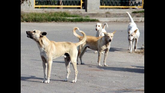 Stray dogs have been cleared off the roads so as not to interrupt the parade. (JS Grewal/ HT Photo)