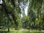 He demanded that the forest department and Chandigarh police immediately step up security measures in the forested belt. (HT Photo)