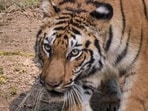 (Above) A tiger from Odisha in Gujarat. Satkosia Tiger Reserve is a tiger reserve located in the Angul and Nayagarh district of Odisha, India covering an area of 963.87 km2. It was declared a wildlife sanctuary in 1976 and a tiger reserve in 2007. (PTI)