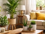 Simple indoor plants placed around an Indian home, adding freshness, greenery, and cleaner air without demanding daily care indoors today.(Ai generated)