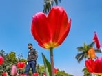 Tulip flowers in bloom at Shanti Path in New Delhi on Tuesday. (RAJ K RAJ /HT PHOTO)