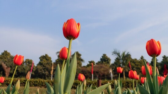Gram it: The tulips are back and blooming at the Shanti Path area. What are you waiting for, Delhiites... head out and get some flower therapy right here, for free! (Photo: ANI )