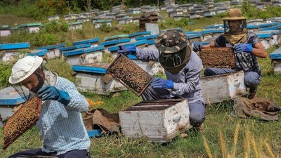 The recently released economic survey report of the J&K government also informed that the production increased 48% from 2023-24 to 2024-25 (PTI File)