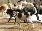 According to Civil Hospital records, nearly 15 dog bite cases are reported daily in Sector 6 alone. (HT File)