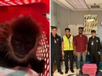 The monkeys were found in the luggage of the Indian tourist. The monkeys were found in the luggage of the Indian tourist.