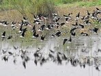 Migratory birds in a waterbody in South Bihar (HT PHOTO)