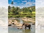 Sri Lanka experienced record growth in its foreign arrivals last year. (ADOBE STOCK)