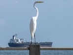 This view shows a great egret (Ardea alba) with the crude oil tanker Blasa from Panama in the background on Lake Maracaibo in Maracaibo, Venezuela, on February 1 (AFP FILE) This view shows a great egret (Ardea alba) with the crude oil tanker Blasa from Panama in the background on Lake Maracaibo in Maracaibo, Venezuela, on February 1 (AFP FILE)