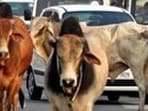 Three teams working in three separate shifts throughout the day will be tasked with removing cattle till February 20 (Representative photo)