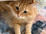Tarique's daughter Zaima Rahman regularly shared updates on Zebu's activities. The cat's name is often pronounced ‘Jebu’ or ‘Jhebu’ by Bangla speakers.
