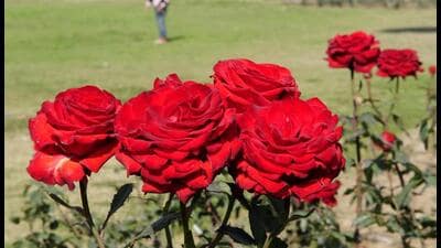 Red roses are the popular icons of love and romance, but a rose in any other colour are equally meaningful. Named after India's former president, Zakir Hussain the rose garden in Chandigarh is one of the largest in Asia. Spread over 30 acres, it is home to 50,000 rose bushes of 1,600 different species. Our lensman Keshav Singh spent a leisurely afternoon in the garden to capture some blooming beauties. In colours as vivid as red, yellow, orange, and purple, they are guaranteed to leave you spellbound. Red roses are the popular icons of love and romance, but a rose in any other colour are equally meaningful. Named after India's former president, Zakir Hussain the rose garden in Chandigarh is one of the largest in Asia. Spread over 30 acres, it is home to 50,000 rose bushes of 1,600 different species. Our lensman Keshav Singh spent a leisurely afternoon in the garden to capture some blooming beauties. In colours as vivid as red, yellow, orange, and purple, they are guaranteed to leave you spellbound.