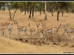 According to forest officials, the lack of funds from the PMC has hampered efforts to maintain artificial water ponds and storage tanks critical for wildlife survival and fire prevention. (FILE) According to forest officials, the lack of funds from the PMC has hampered efforts to maintain artificial water ponds and storage tanks critical for wildlife survival and fire prevention. (FILE)