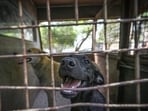 Activists alleged that dogs were being picked up from several areas in the city (Hindustan Times)