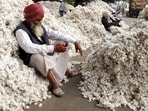 Indian cotton, as we know, is genetically modified. Therefore, again, to the extent to which its oil contains GM traces they have already entered our food chain and diet. (HT Archive)