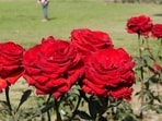 Red roses are the popular icons of love and romance, but a rose in any other colour are equally meaningful. Named after India's former president, Zakir Hussain the rose garden in Chandigarh is one of the largest in Asia. Spread over 30 acres, it is home to 50,000 rose bushes of 1,600 different species. Our lensman Keshav Singh spent a leisurely afternoon in the garden to capture some blooming beauties. In colours as vivid as red, yellow, orange, and purple, they are guaranteed to leave you spellbound.
