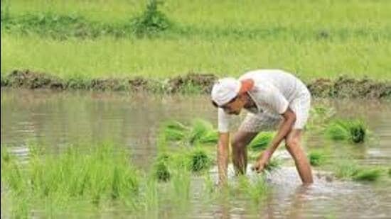Launched in February 2019 from Uttar Pradesh, the Pradhan Mantri Kisan Samman Nidhi (PM-KISAN) scheme provides ₹6,000 annually to eligible farmer families in three equal instalments of ₹2,000 every four months through direct benefit transfer. (REPRESENTATIVE IMAGE)