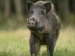 Wild boars, which are not native to Kashmir and had not been seen since the mid-1980s, have been sighted increasingly since 2018 in the valley’s villages. (File)