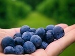 Blueberries contain antioxidants. Blueberries contain antioxidants.