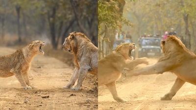 The video went viral on Instagram for capturing a rare and intense exchange between a lion and a lioness. (@urmiljhaveri/Instagram) The video went viral on Instagram for capturing a rare and intense exchange between a lion and a lioness. (@urmiljhaveri/Instagram)
