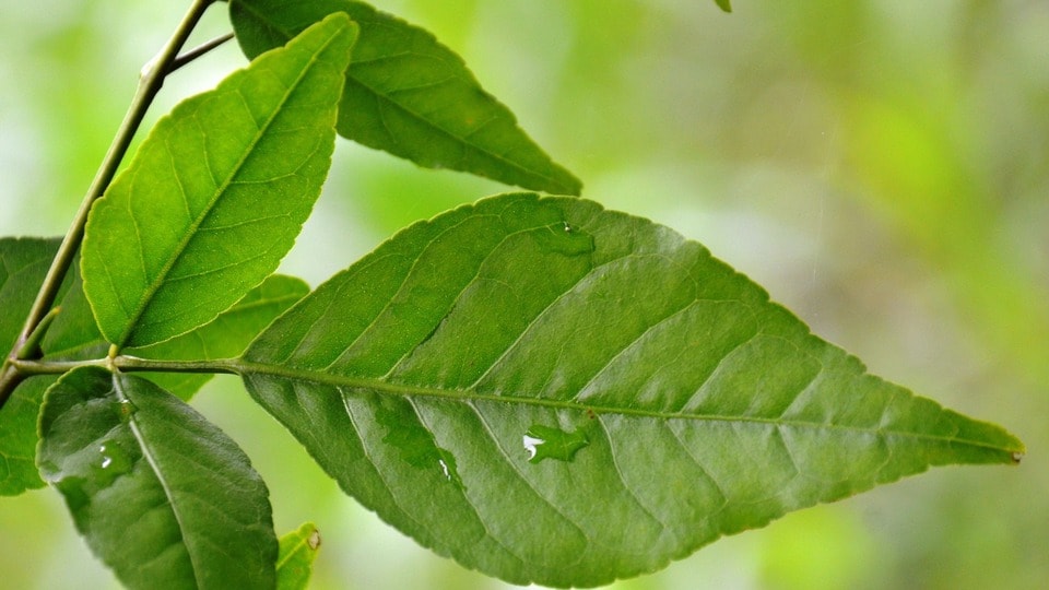 মহাশিবরাত্রিতে বেলপাতা দিয়ে পুজো করবেন? এর সঠিক নিয়ম জানা আছে তো