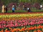 Asia's largest Tulip garden on the foothills of Zabarwan range, overlooking world famous Dal Lake, in Srinagar. (PTI File)