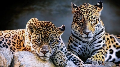 Jaguar numbers rebound in Brazil as ecotourism, wildlife corridors and anti-poaching drives counter deforestation across Latin America (Representative photo) Jaguar numbers rebound in Brazil as ecotourism, wildlife corridors and anti-poaching drives counter deforestation across Latin America (Representative photo)