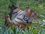 Udanti Sitanadi Tiger Reserve conducted over 40 anti-poaching operations in Chhattisgarh and Odisha. (PTI/Representative) Udanti Sitanadi Tiger Reserve conducted over 40 anti-poaching operations in Chhattisgarh and Odisha. (PTI/Representative)