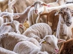 The British historically loved mutton due to its central role in the economy, as sheep were initially raised for wool and older animals were consumed after their wool-producing years. (HT)