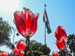 The initiative to grow tulips locally was launched in 2022.  (RAJ K RAJ /HT PHOTO)
