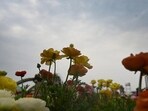 Spread over more than 15 acres in Sector 33A, near Shivalik Park, this year the exhibition will focus on promoting environmental awareness and greenery. (Sunil Ghosh/HT Photo)