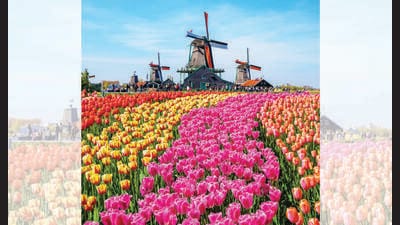 Tulips may be Dutch, but a hundred years on, they may be as central to Indian culture as marigolds are. (ADOBE STOCK)