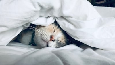Do you remember your dreams? Dr Sood says that they are not stored into memory. (Unsplash) Do you remember your dreams? Dr Sood says that they are not stored into memory. (Unsplash)