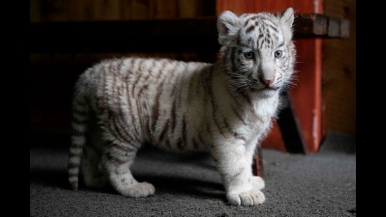 At an event at the Chhatbir Zoo, three female cubs born to tigress Gauri were christened as Garima, Gunjan and Ghazal by Punjab forest and wildlife preservation minister Lal Chand Kataruchak on Thursday. (AFP File Photo/ Representational image)