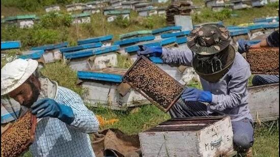 Get to know the fascinating world of bees with a workshop on these ace pollinators by Rakesh Gupta of the Golden Hive Foundation. (Representative photo)