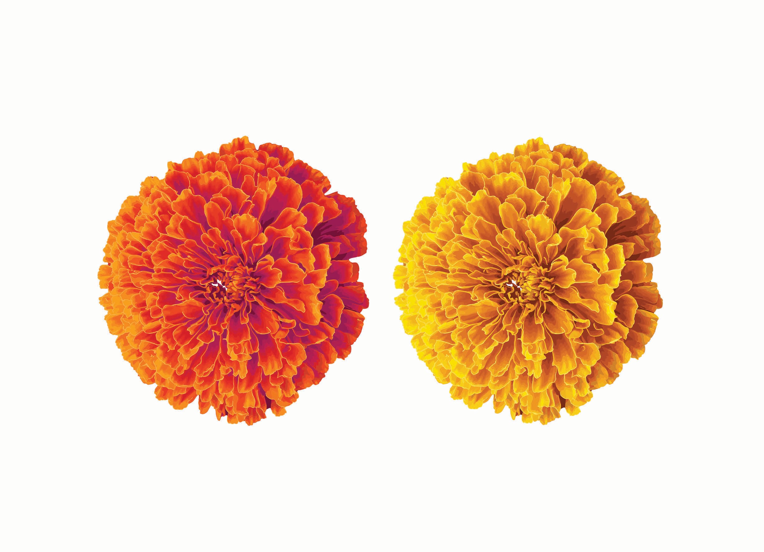 Marigolds arrived in India with Portuguese and Spanish traders. (ADOBE STOCK)