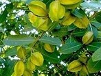 Arjun plant