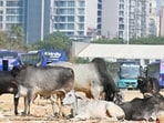 Local residents have once again flagged the menace, urging authorities to take urgent and effective measures to control cattle population in the city. (Parveen Kumar/HT)