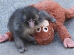 This photo taken on February 19, 2026 shows a 7 month-old male macaque monkey named Punch, who was abandoned by his mother shortly after birth, spending time with a stuffed orangutan toy at Ichikawa City Zoo and Botanical Gardens in Chiba Prefecture. (Photo by JIJI PRESS / AFP) / Japan OUT