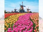 Tulips may be Dutch, but a hundred years on, they may be as central to Indian culture as marigolds are. (ADOBE STOCK)