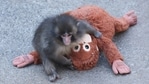 This photo taken on February 19, 2026 shows a 7 month-old male macaque monkey named Punch, who was abandoned by his mother shortly after birth, spending time with a stuffed orangutan toy at Ichikawa City Zoo and Botanical Gardens in Chiba Prefecture. (Photo by JIJI PRESS / AFP) / Japan OUT(AFP)