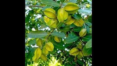 Arjun plant