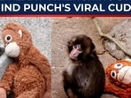 A tiny macaque named Punch is melting hearts and rewriting daily life at Japan’s Ichikawa City Zoo. A tiny macaque named Punch is melting hearts and rewriting daily life at Japan’s Ichikawa City Zoo.